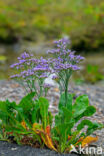 Lamsoor (Limonium vulgare)