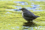 Middeneuropese Waterspreeuw (Cinclus cinclus aquaticus)