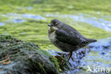 Middeneuropese Waterspreeuw (Cinclus cinclus aquaticus)