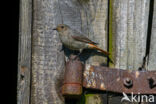 Zwarte Roodstaart (Phoenicurus ochruros)