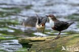 Middeneuropese Waterspreeuw (Cinclus cinclus aquaticus)