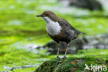 Middeneuropese Waterspreeuw (Cinclus cinclus aquaticus)