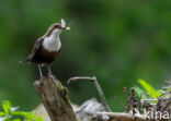 Middeneuropese Waterspreeuw (Cinclus cinclus aquaticus)