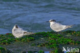 Grote Stern (Sterna sandvicensis)