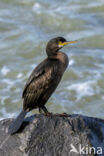 Kuifaalscholver (Phalacrocorax aristotelis)