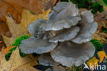 Gewone oesterzwam (Pleurotus ostreatus)