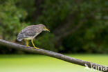 Kwak (Nycticorax nycticorax)