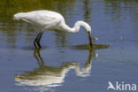 Kleine Zilverreiger (Egretta garzetta)