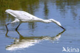 Kleine Zilverreiger (Egretta garzetta)