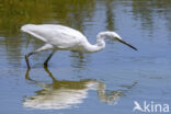 Kleine Zilverreiger (Egretta garzetta)