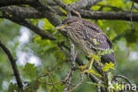 Kwak (Nycticorax nycticorax)