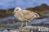 Zilvermeeuw (Larus argentatus)