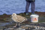 Zilvermeeuw (Larus argentatus)