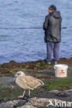 Zilvermeeuw (Larus argentatus)