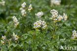 Aardappel (Solanum tuberosum)