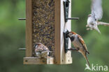 Huismus (Passer domesticus)