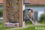 Huismus (Passer domesticus)