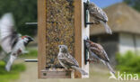 Huismus (Passer domesticus)