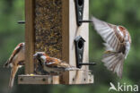 Huismus (Passer domesticus)