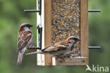 Huismus (Passer domesticus)