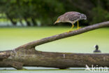 Kwak (Nycticorax nycticorax)