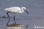 Kleine Zilverreiger (Egretta garzetta)