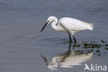 Kleine Zilverreiger (Egretta garzetta)