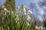 Gewoon sneeuwklokje (Galanthus nivalis)