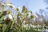 Gewoon sneeuwklokje (Galanthus nivalis)