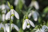 Gewoon sneeuwklokje (Galanthus nivalis)