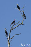 Aalscholver (Phalacrocorax carbo)