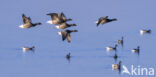 Rotgans (Branta bernicla)