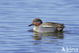 Wintertaling (Anas crecca)