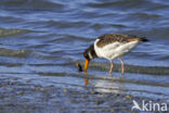 Scholekster (Haematopus ostralegus)