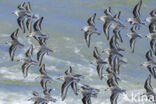 Drieteenstrandloper (Calidris alba)