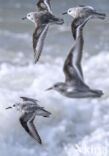 Drieteenstrandloper (Calidris alba)