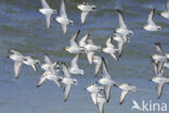 Drieteenstrandloper (Calidris alba)