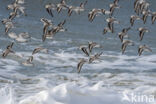 Drieteenstrandloper (Calidris alba)