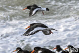 Scholekster (Haematopus ostralegus)