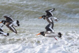 Scholekster (Haematopus ostralegus)