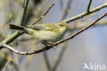 Tjiftjaf (Phylloscopus collybita)