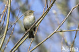 Tjiftjaf (Phylloscopus collybita)