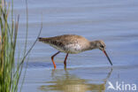 Zwarte Ruiter (Tringa erythropus)