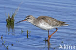 Zwarte Ruiter (Tringa erythropus)