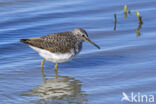 Witgatje (Tringa ochropus)