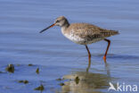 Zwarte Ruiter (Tringa erythropus)