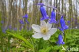 Bosanemoon (Anemone nemorosa)