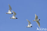 Zwartkopmeeuw (Larus melanocephalus)