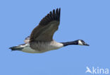 Canadese Gans (Branta canadensis)