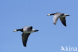 Brandgans (Branta leucopsis)